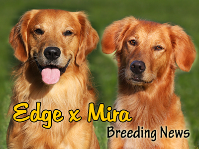 Edge x Mira Puppy News