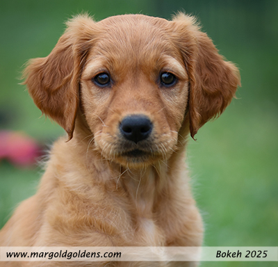 Bokeh 2025