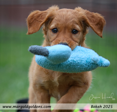 Bokeh 2025