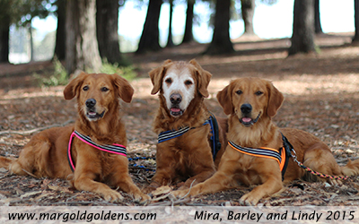 Mira, Barley and Lindy