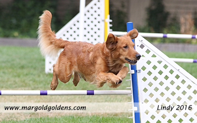 Lindy Agility